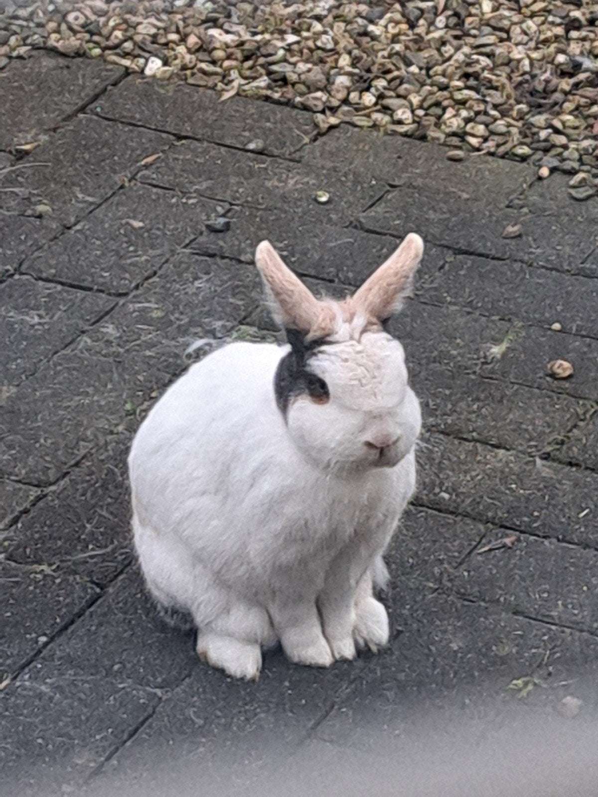 Gezocht: voedster als maatje voor onze gecastreerde ram, Dieren en Toebehoren, Konijnen, Vrouwelijk, 3 tot 5 jaar