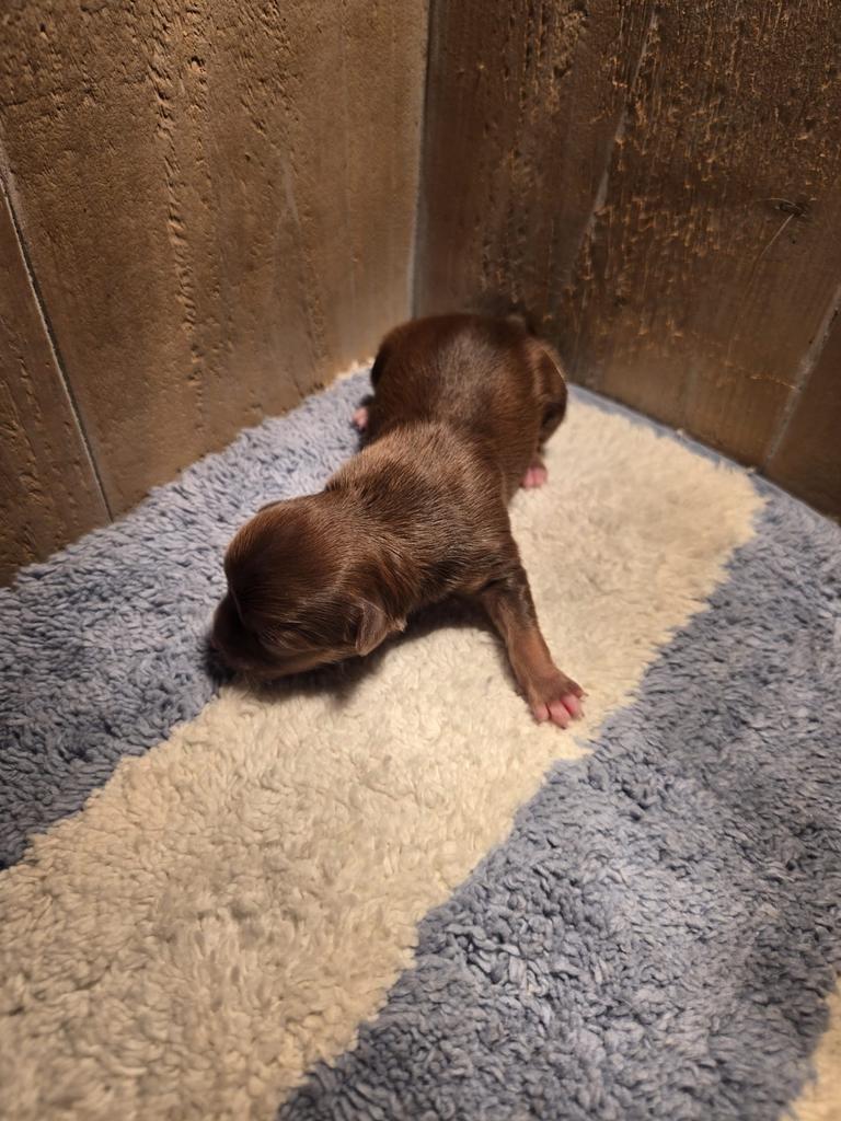 Chihuahua, 8 tot 15 weken, Parvo, Meerdere, Meerdere dieren