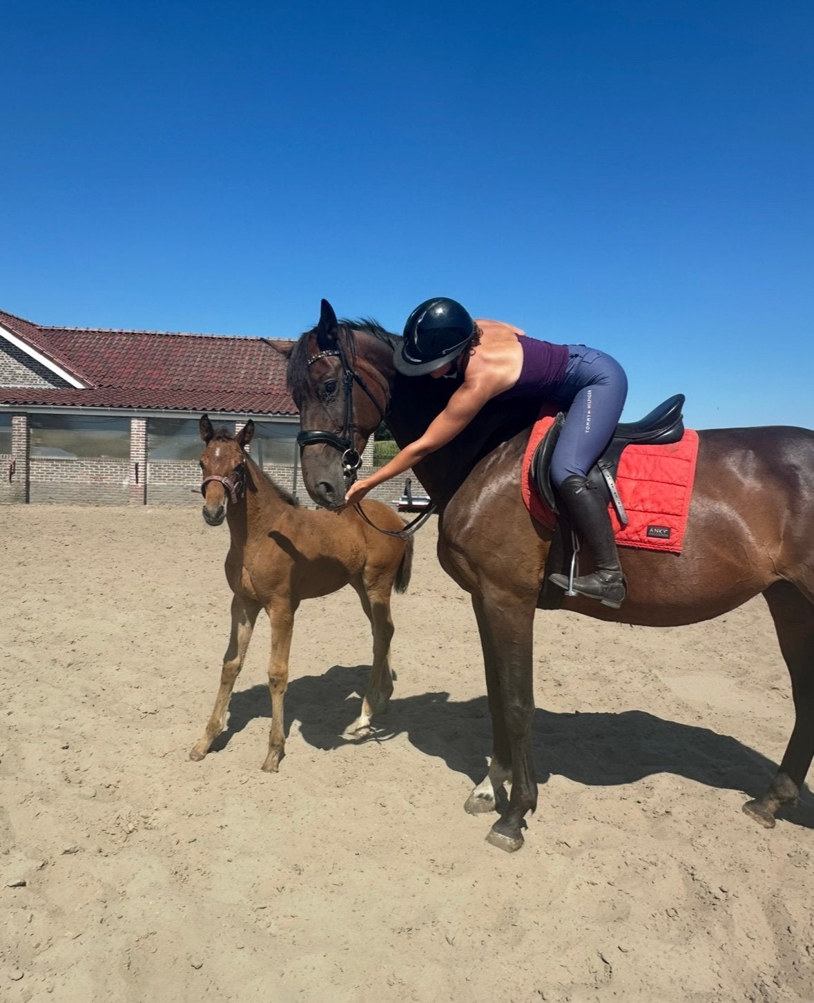 Prachtig Kwpn paard met merrie veulen!🥰, Merrie, Met stamboom