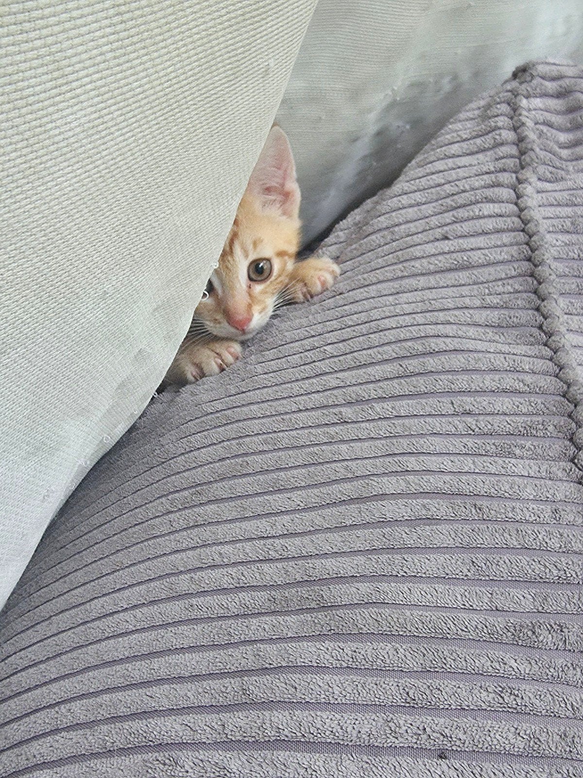 kitten cypers, Kater