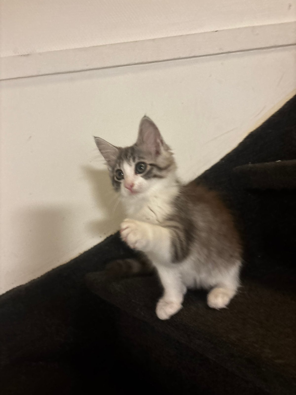 Nog 1 maine coon Kittens zoekt een huisje, Dieren en Toebehoren, Meerdere dieren, Ontwormd