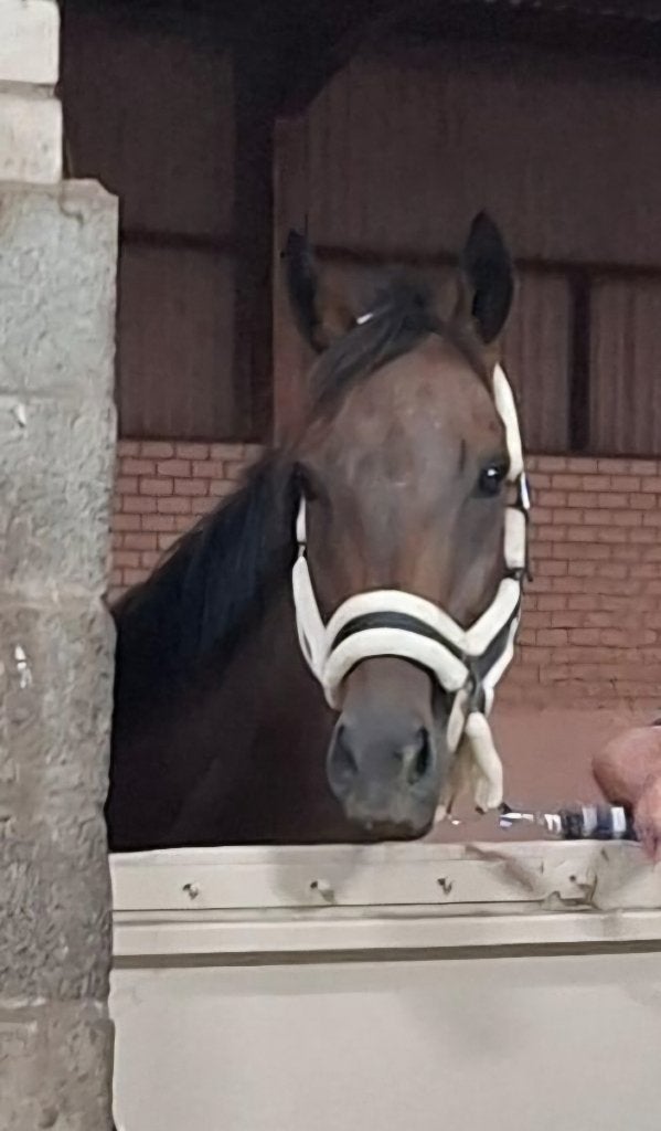 Lease paard aangeboden Molenschot, Ruiter of Bijrijder