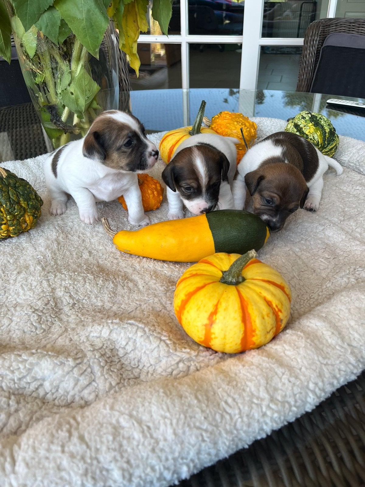 Jack Russell pups te koop € 750,=, Jack Russell Terriër, Reu, 8 tot 15 weken, Meerdere