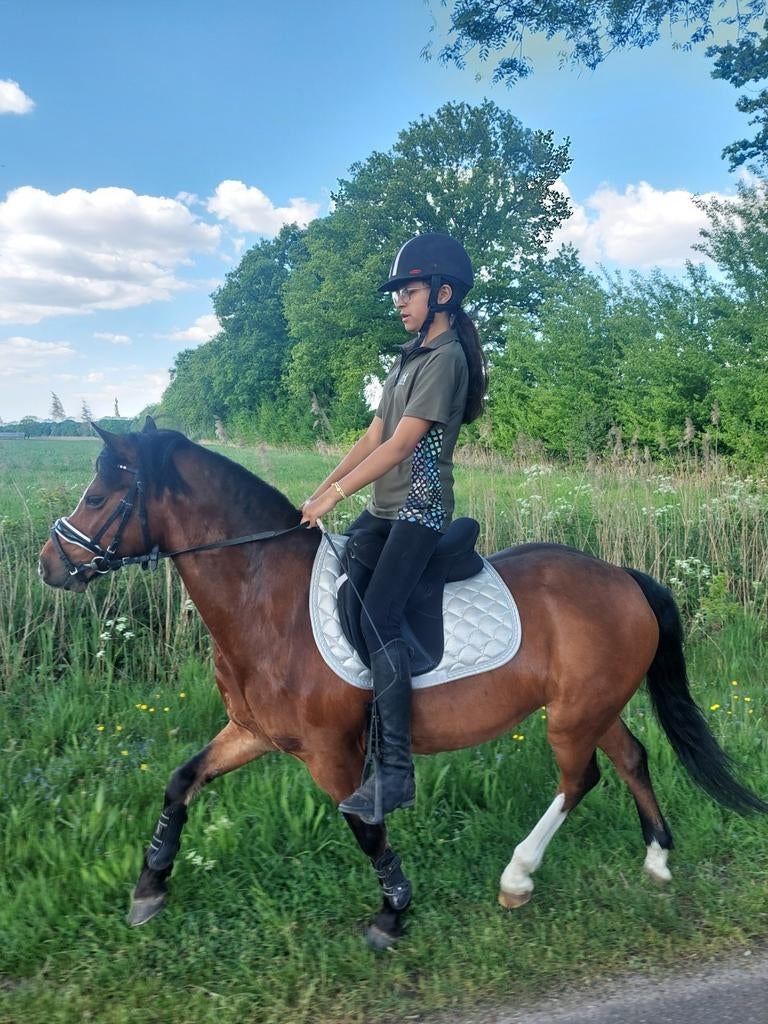 Welsh ruin  1.25, Ruin, Ontwormd, B pony (1.17m tot 1.27m), 11 jaar of ouder