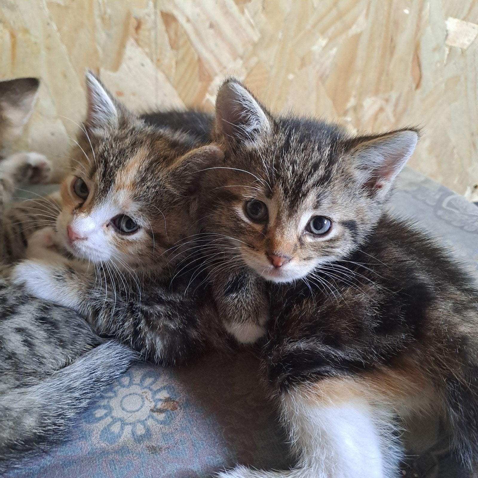 Kittens, Dieren en Toebehoren, Meerdere dieren, Kortharig, 0 tot 2 jaar