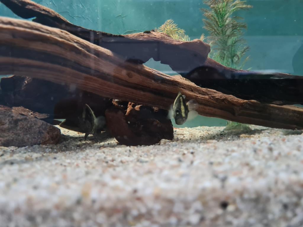 Datnioides Campbelli, Nieuw Guinea Tijgerbaars, Vis, Zoetwatervis