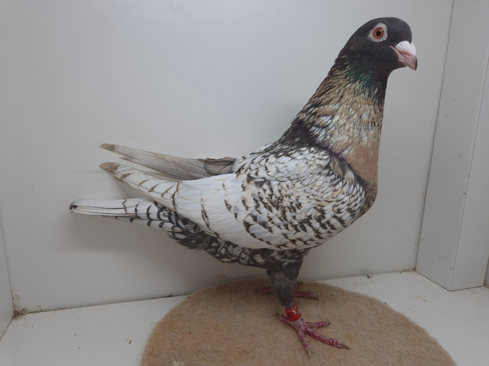 Kleurpostduif kleurpostduiven, Dieren en Toebehoren, Vrouwelijk, Postduif