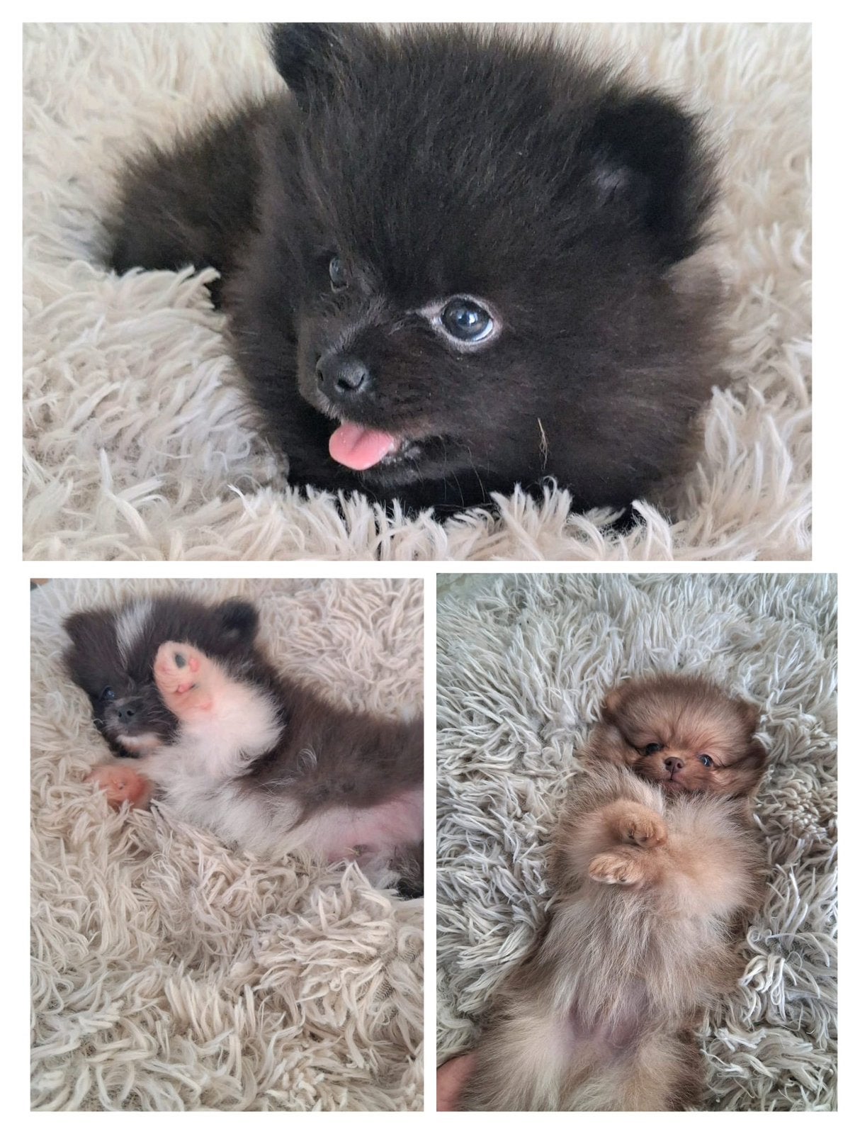 3 mooie pomeriaanpups, 8 tot 15 weken, Meerdere, Nederland, Particulier