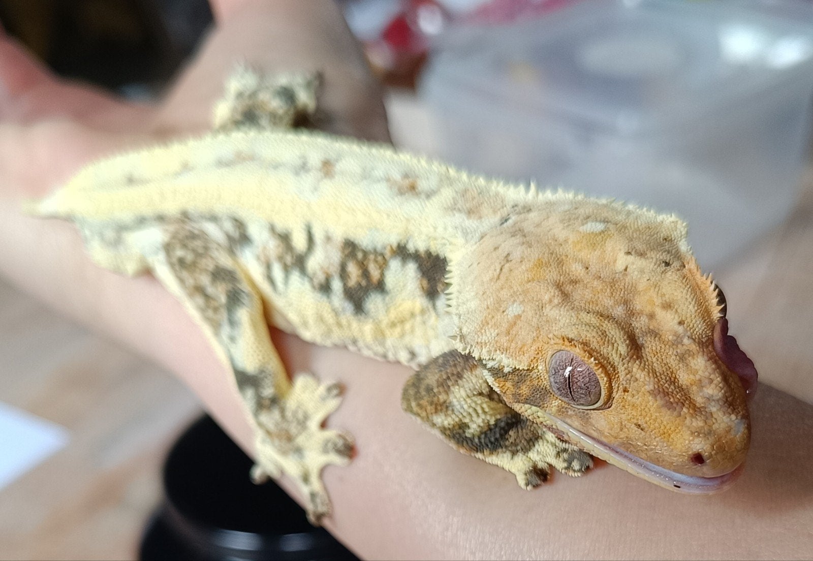 Wimpergekko man Lilly White Crested Gecko photo 7