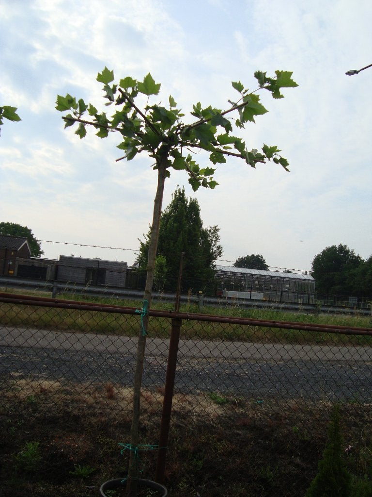 Dakplatanen in pot, Tuin en Terras, Bloeit niet, 100 tot 250 cm, Dakboom, Ophalen