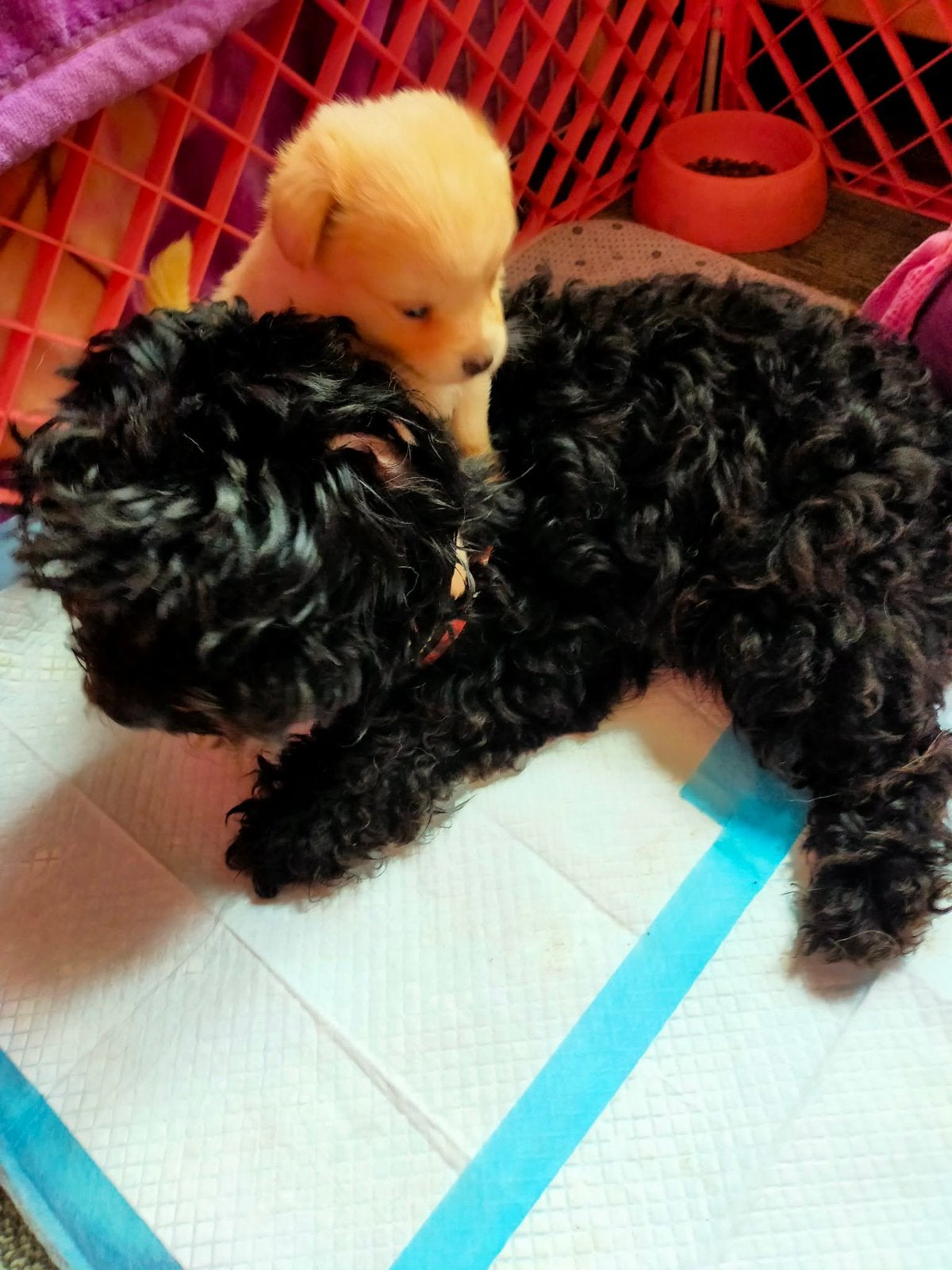 Rescue chi and more, 8 tot 15 weken, Meerdere, Meerdere dieren, Chihuahua