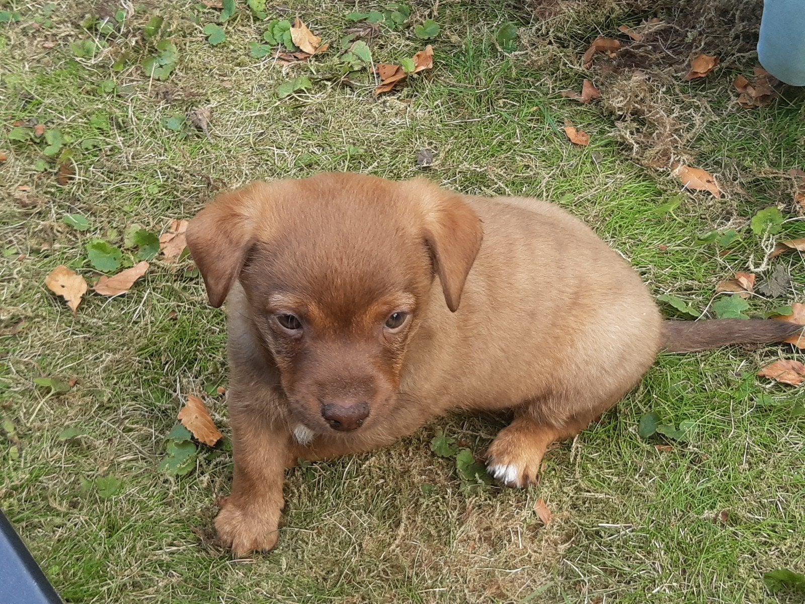 Prachtige choco tan jack russel pups te koop, Parvo, 8 tot 15 weken, Meerdere, Nederland