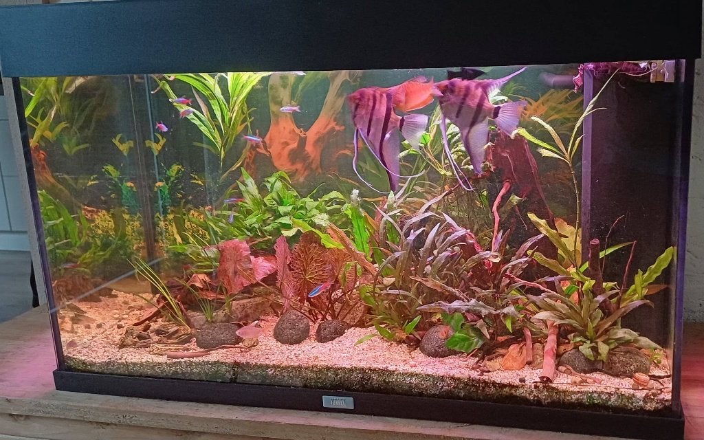 Juwel aquarium, Dieren en Toebehoren, Vissen | Aquaria en Toebehoren, Gebruikt, Gevuld zoetwateraquarium, Juwel, Ophalen