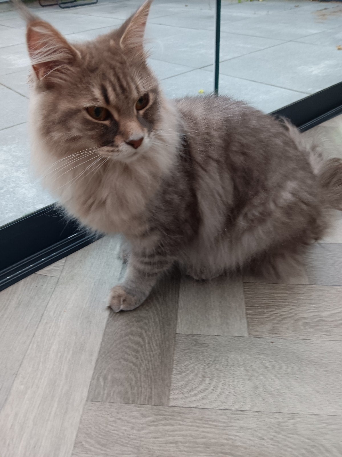 Main Coon Ras poes (1half jaar), Dieren en Toebehoren, Poes