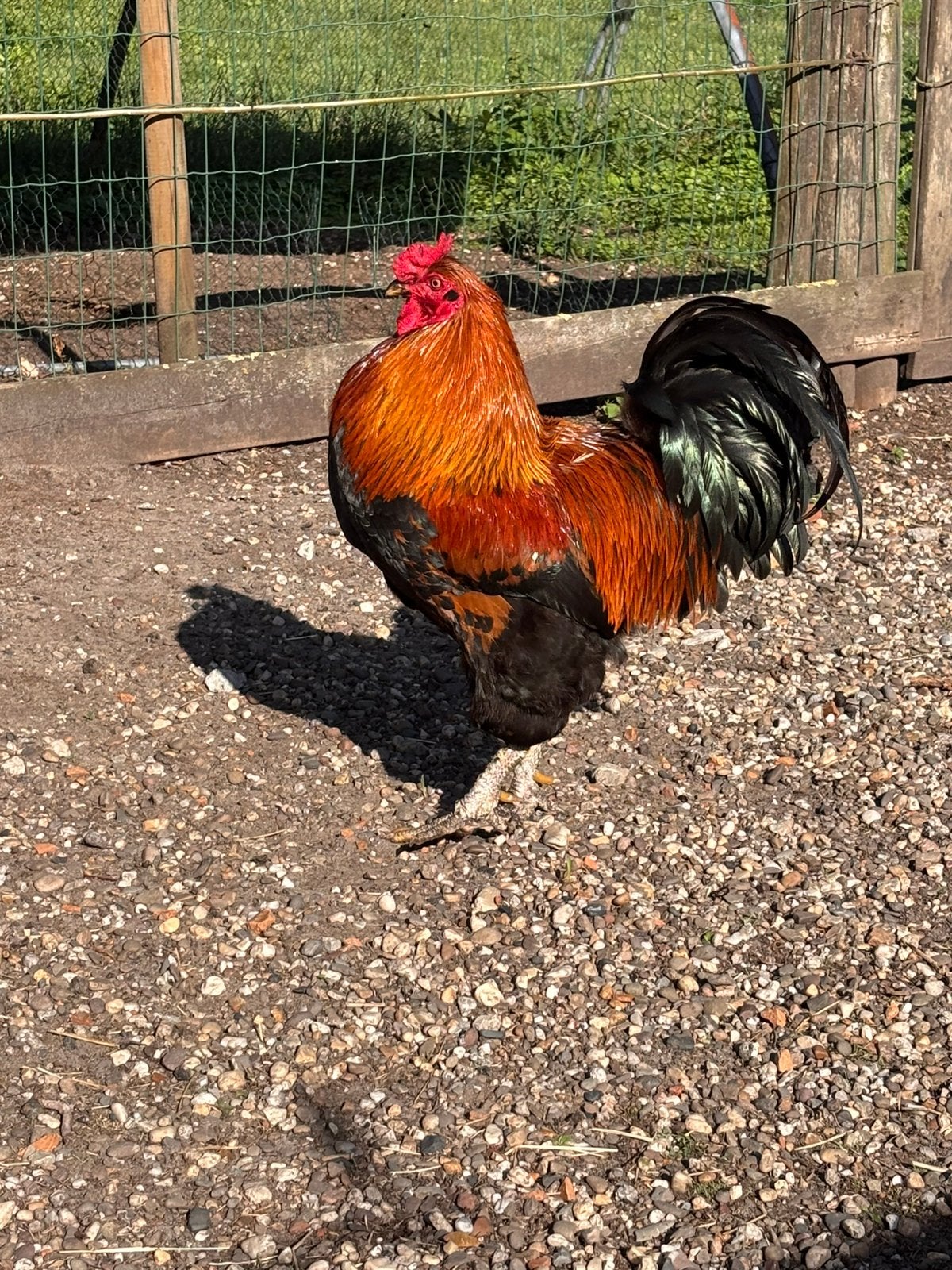 Prachtige hanen te koop voor €15 euro per stuk, Dieren en Toebehoren, Pluimvee, Mannelijk, Kip