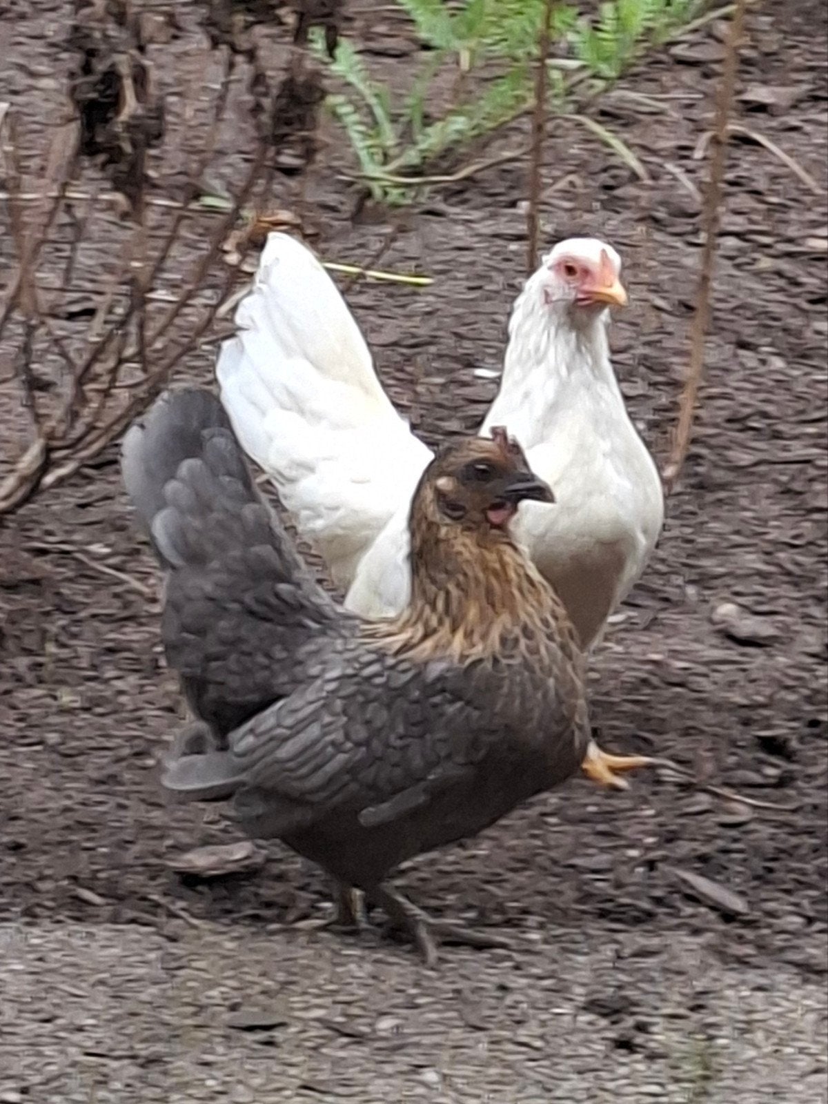 2 serama hennetjes   4 maanden oud, Dieren en Toebehoren, Vrouwelijk, Kip