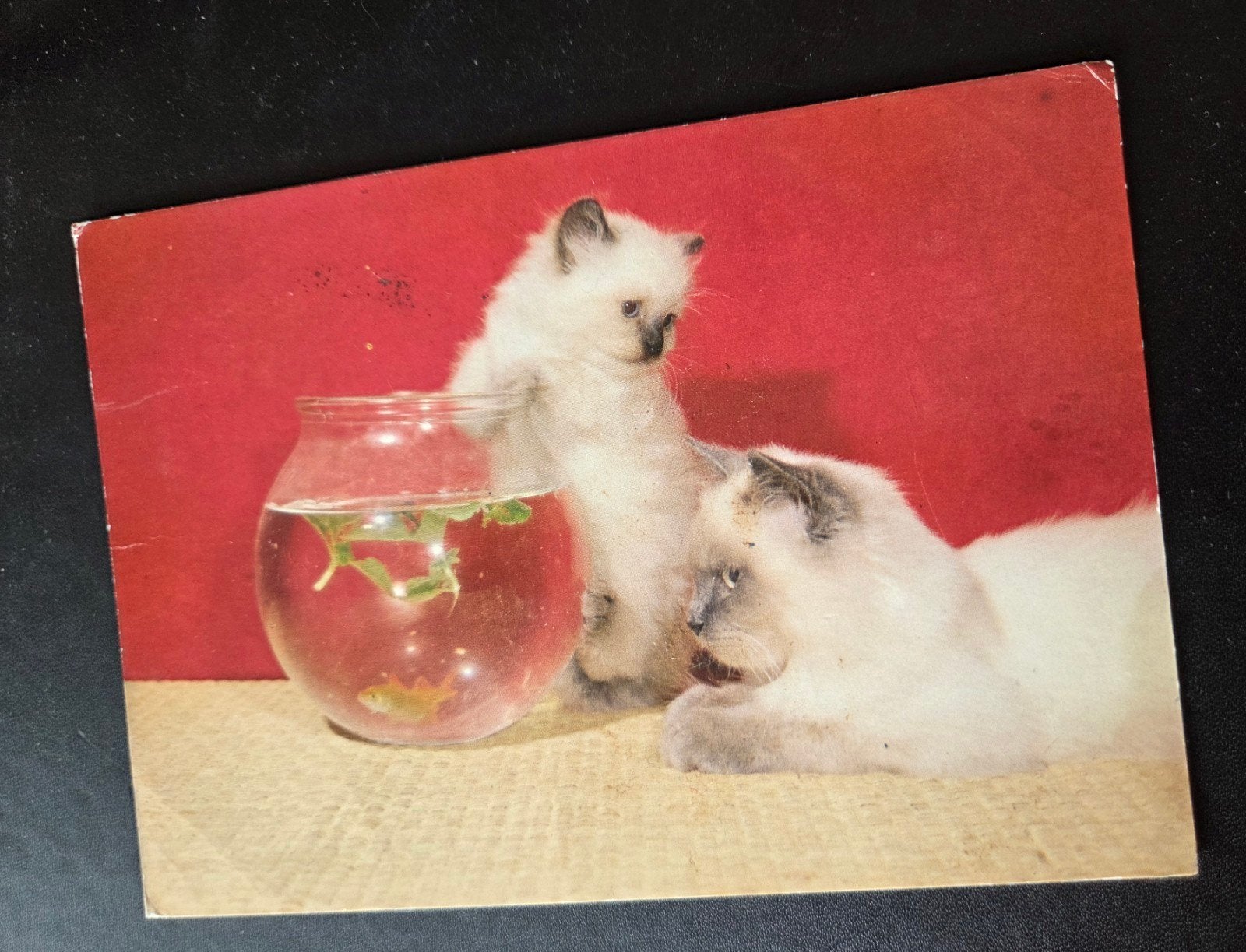 Katten met Goudvis in Kom, Verzenden, 1960 tot 1980, Gelopen, Hond of Kat