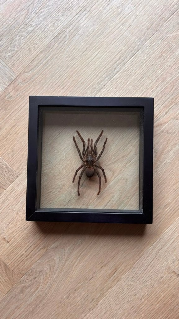 Tarantula ingelijst, Spin of Schorpioen