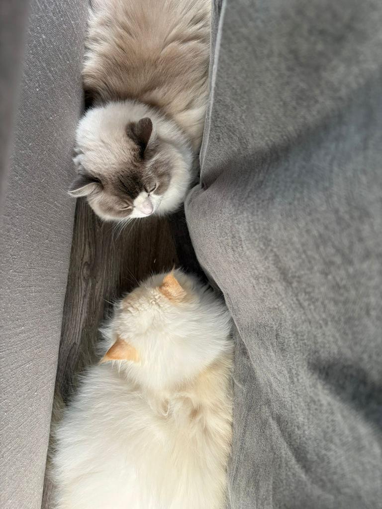 2 katten te koop, Dieren en Toebehoren, Katten en Kittens | Overige Katten, Poes, Langharig, 6 jaar of ouder