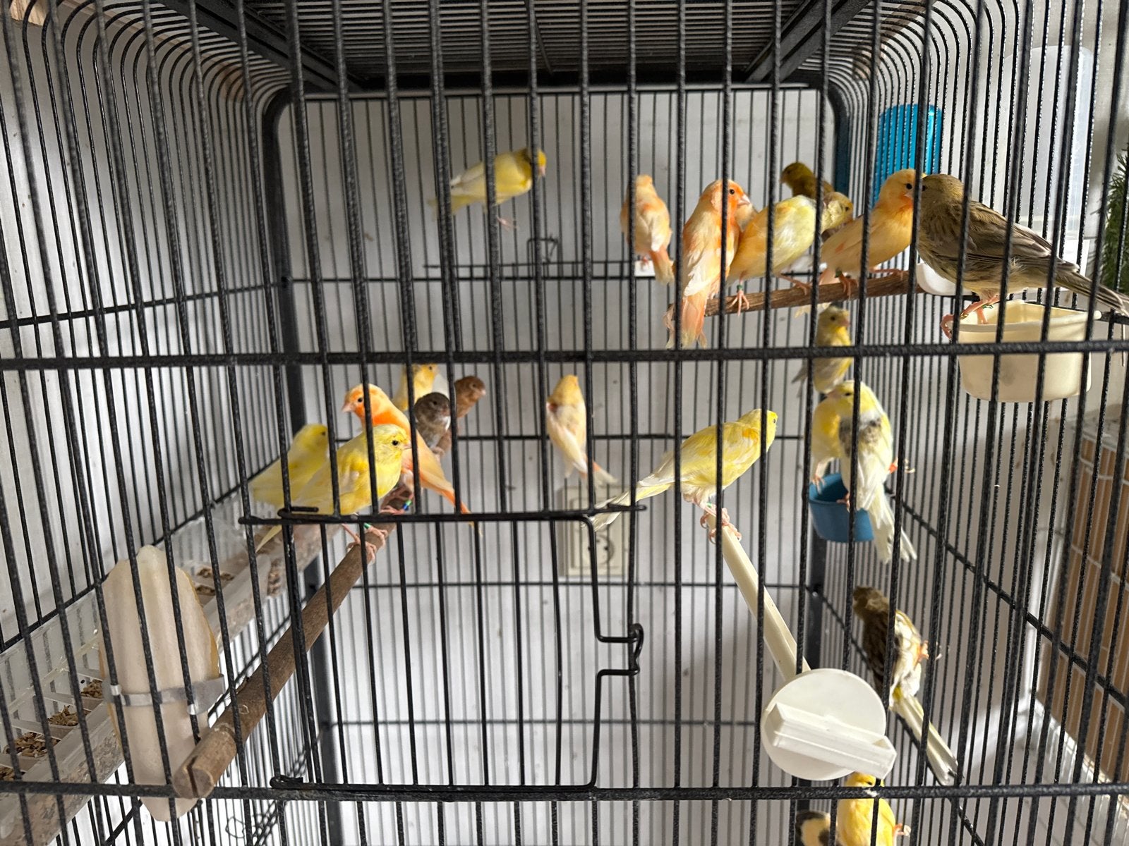 Kanarie Vogels, Meerdere dieren, Kleurkanarie