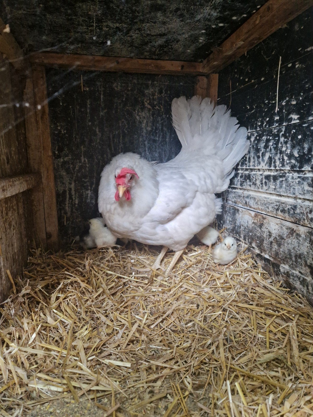 Te koop kloek met 7 kuikens, Dieren en Toebehoren, Pluimvee