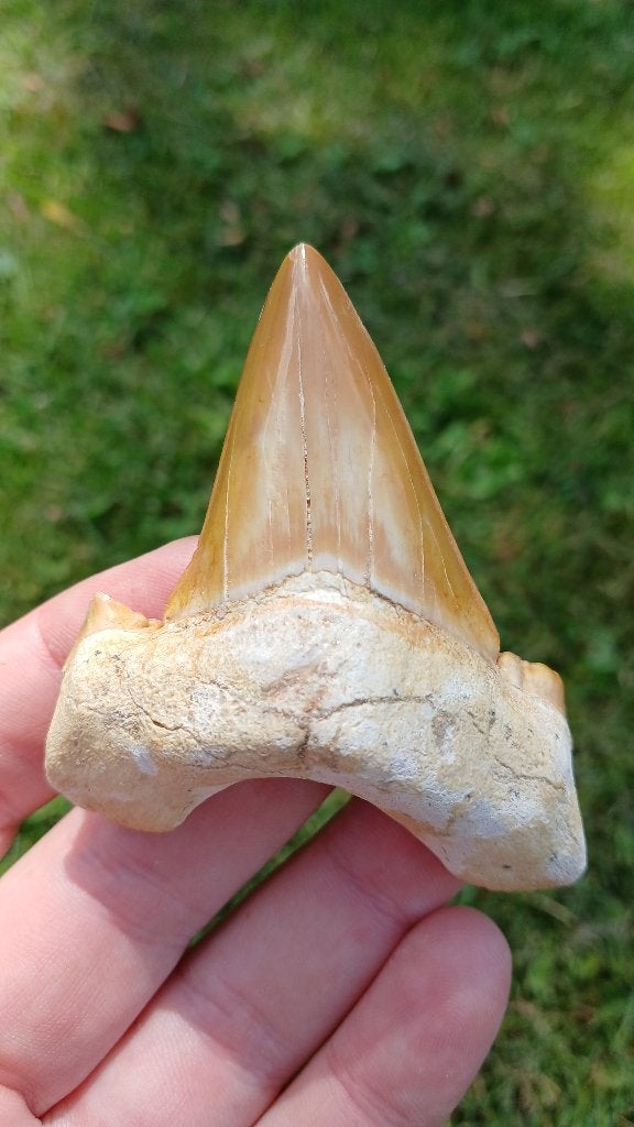 Grote Otodus Obliquus 7,2 cm haaientand fossiel uit Marokko, Verzamelen, Mineralen en Fossielen, Ophalen of Verzenden, Fossiel