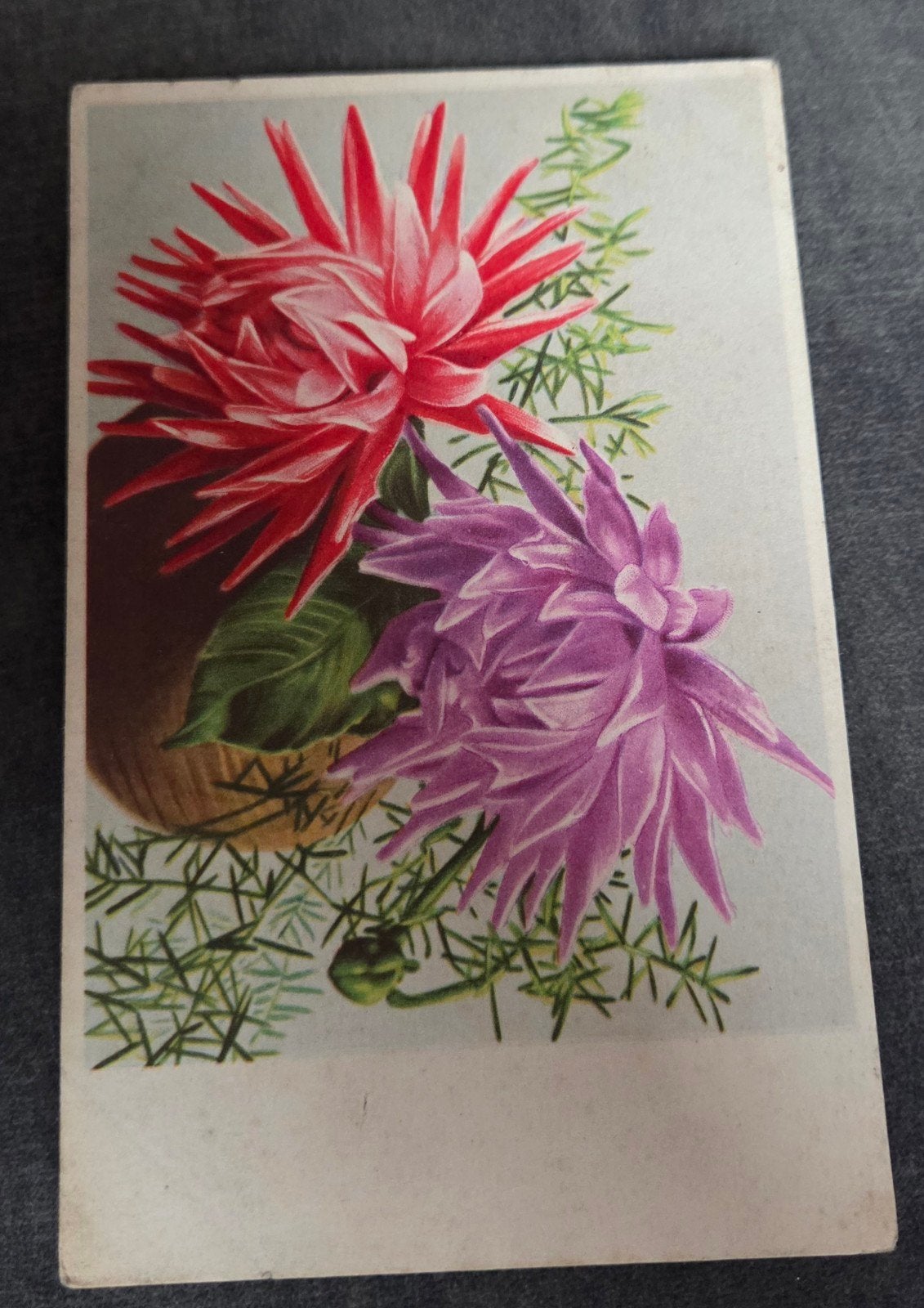 Dahlia's, Ophalen of Verzenden, Voor 1920, Gelopen, Overige thema's