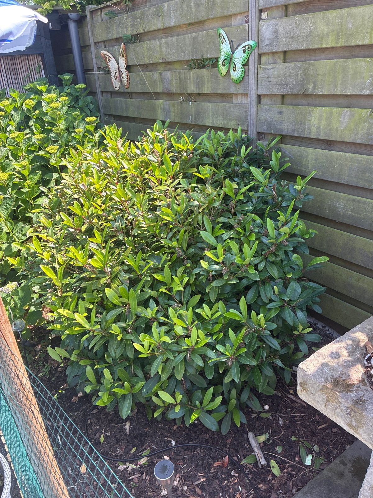 Rhododendron 'Cunningham's White' - Groenblijvende Heester, Tuin en Terras, Planten | Tuinplanten, Vaste plant, Halfschaduw, Lente