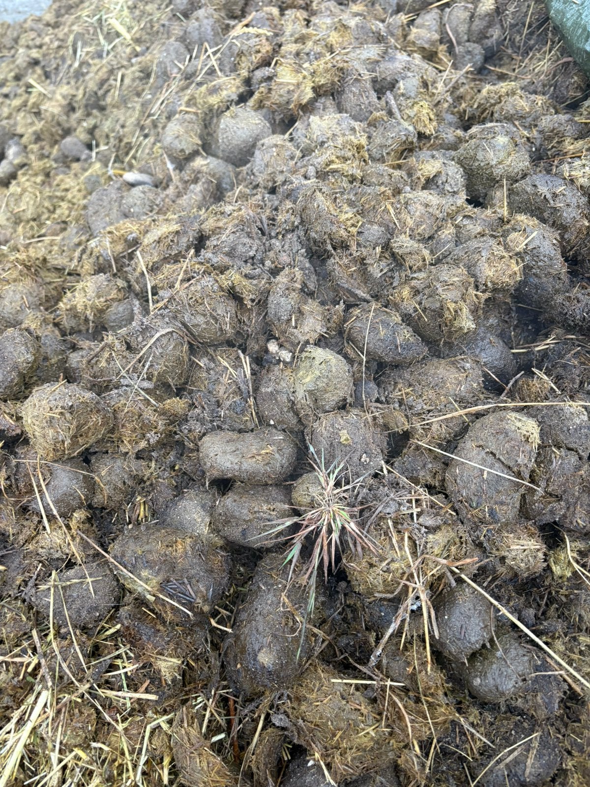 Gratis paarden mest (kan gebracht worden), Ophalen of Verzenden, Mest