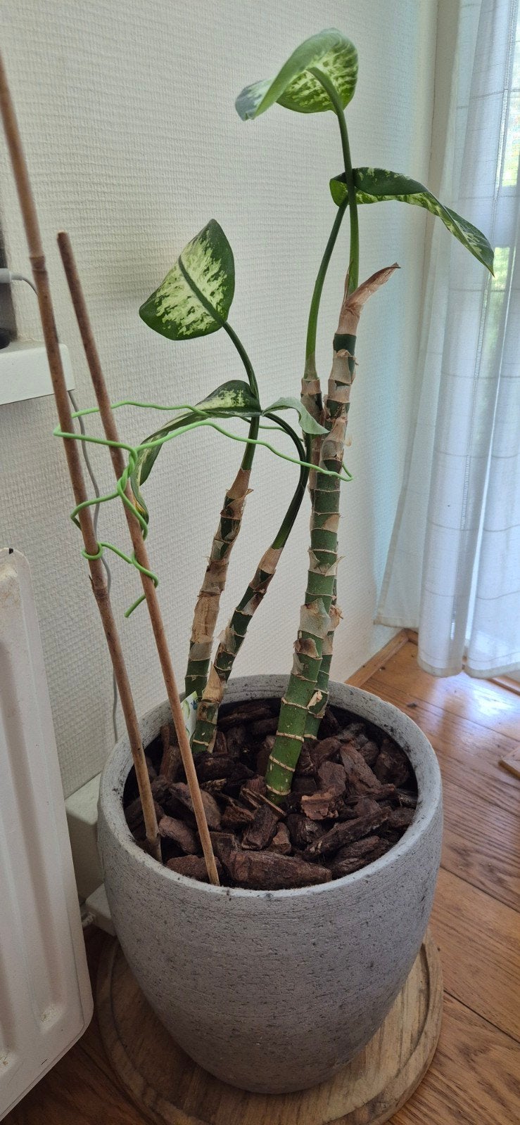 Dieffenbachia in pot, Ophalen, Minder dan 100 cm