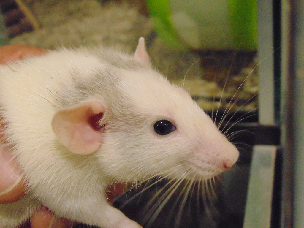 Tamme ratjes in Assen., Dieren en Toebehoren, Knaagdieren, Rat, Juli, Meerdere dieren, Tam