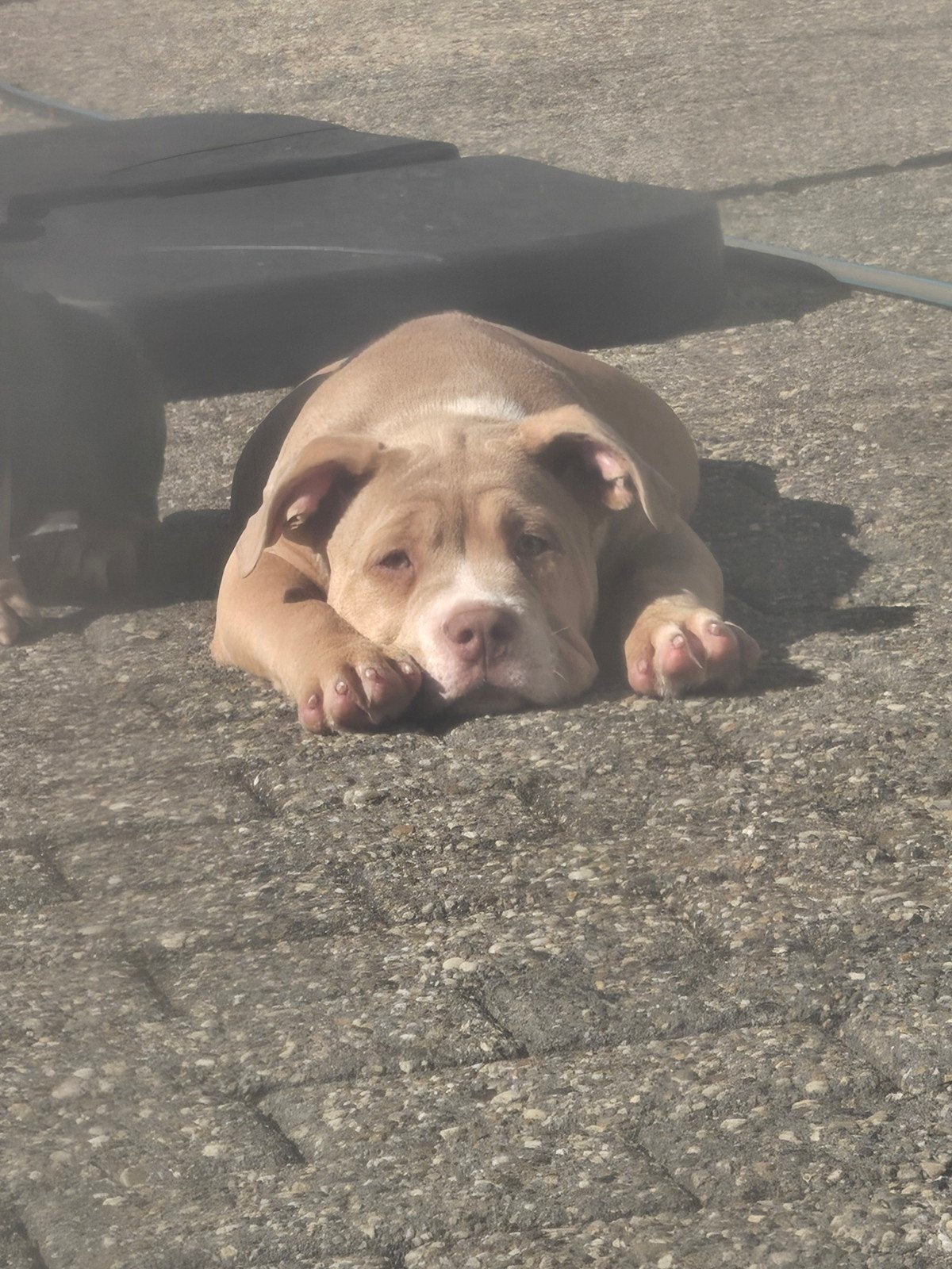 American Pocket Bully meisje met ABKC stamboom, Parvo, 15 weken tot 1 jaar, Overige rassen, Teef