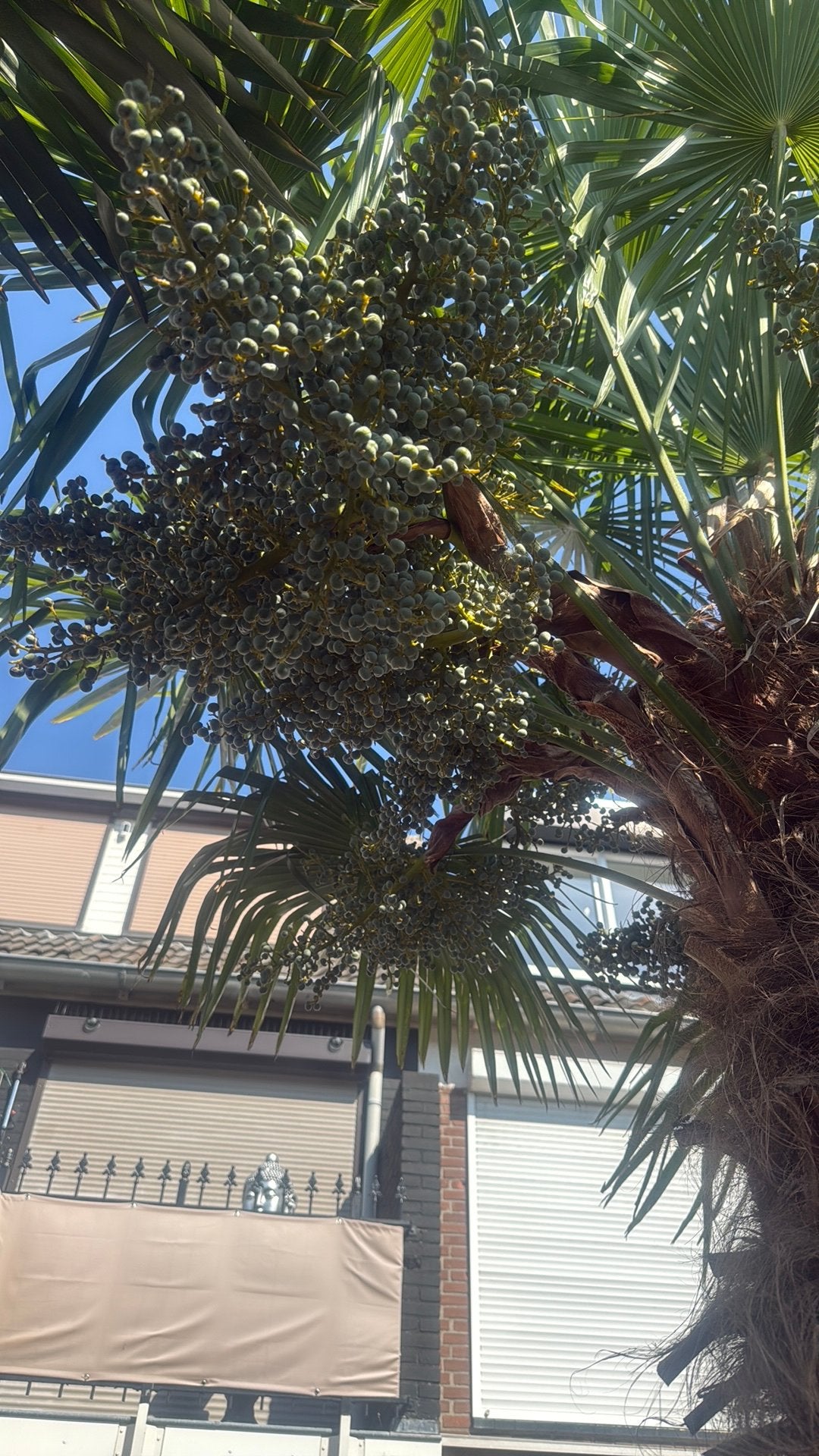Palmtakken, Tuin en Terras, Planten | Bomen, Ophalen of Verzenden, Volle zon, Overige soorten, Minder dan 100 cm