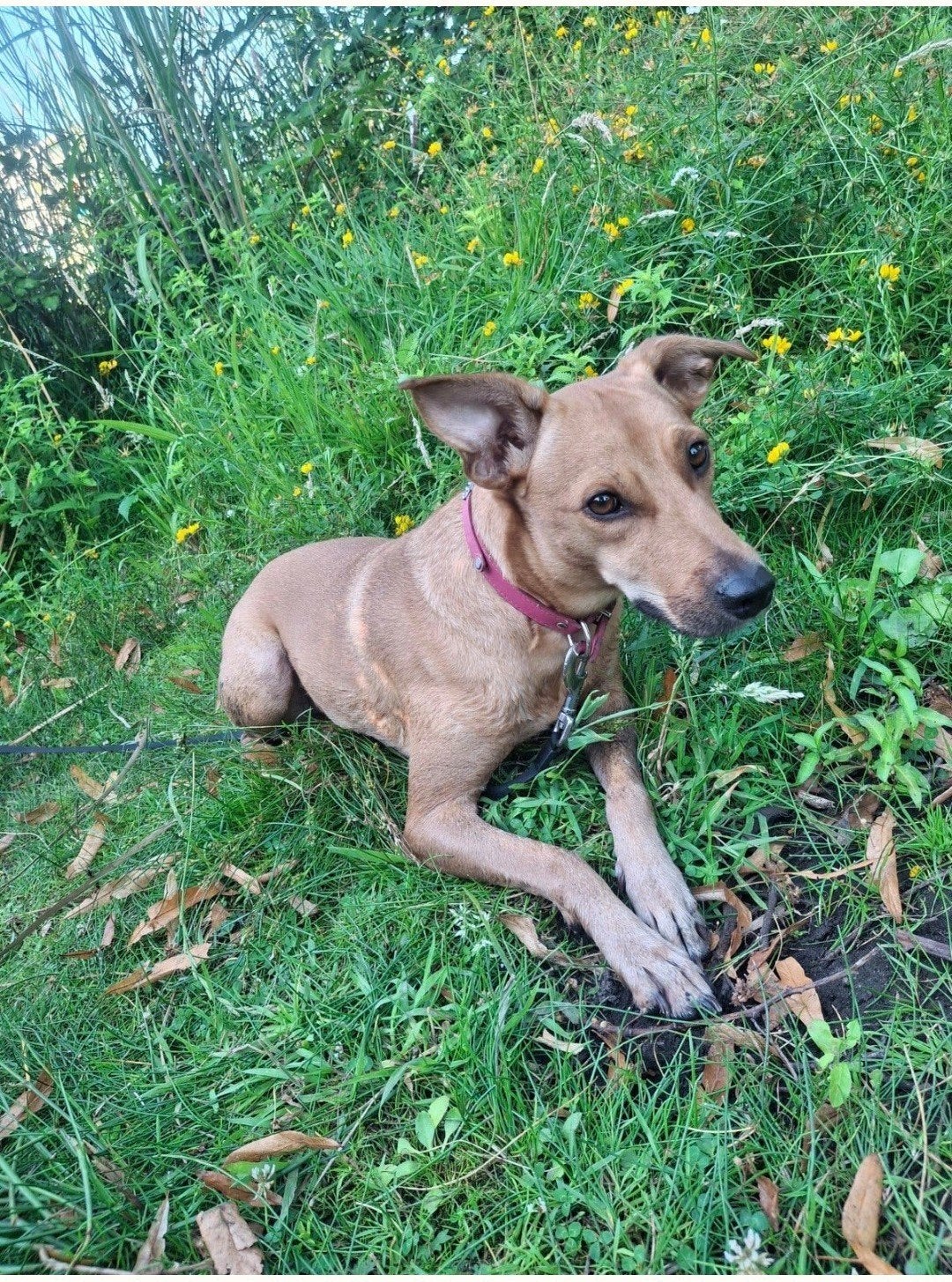 oppas gezocht voor onze lieve hond, Particulier, Buitenland, Teef, Eén hond