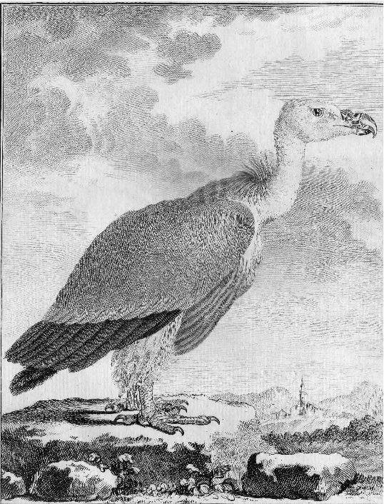 gravure van een vale gier, roofvogel C.F. Fritzsch 1770, Antiek en Kunst, Verzenden, Gravure, Origineel, Flora en Fauna
