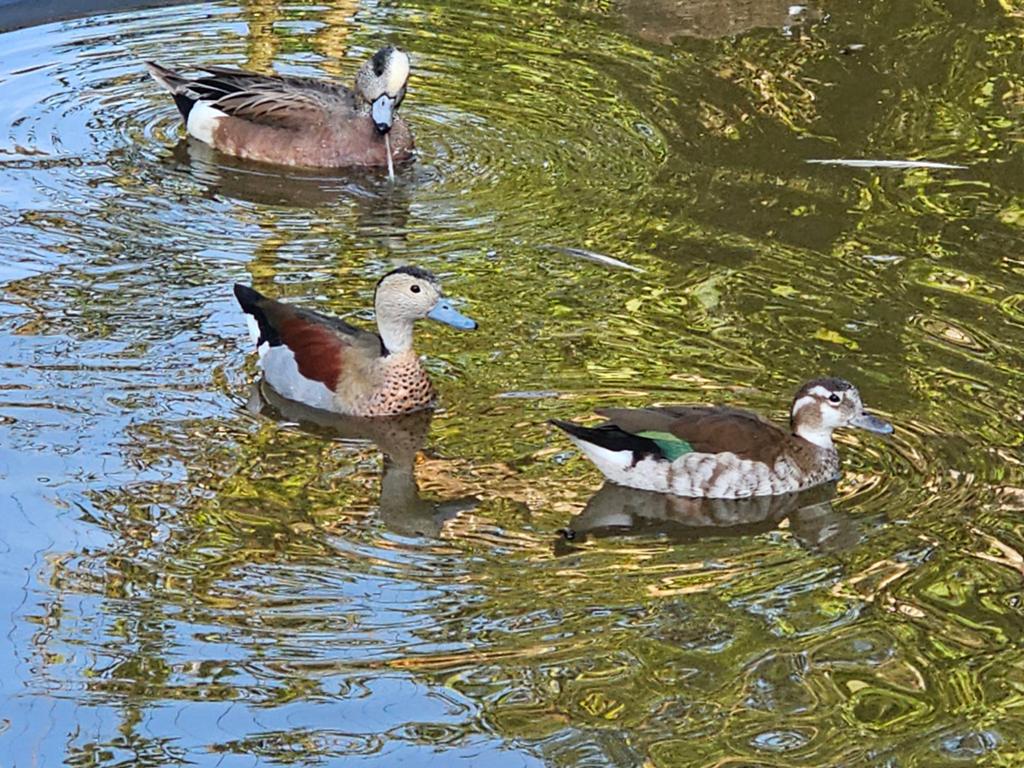 Koppel roodschoudertalingen, Dieren en Toebehoren, Pluimvee, Meerdere dieren, Eend