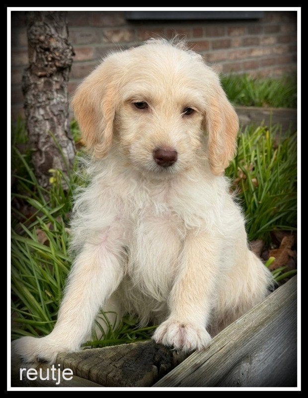 Boompoo pups, Dieren en Toebehoren, Nederland, Overige rassen, 8 tot 15 weken, CDV (hondenziekte)