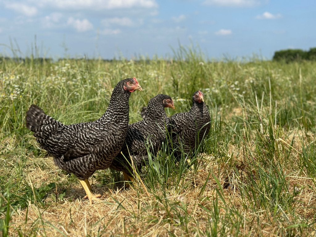 Jonge tamme Hollandse koekoek gesekst en ingeënt, Dieren en Toebehoren, Pluimvee, Vrouwelijk, Kip