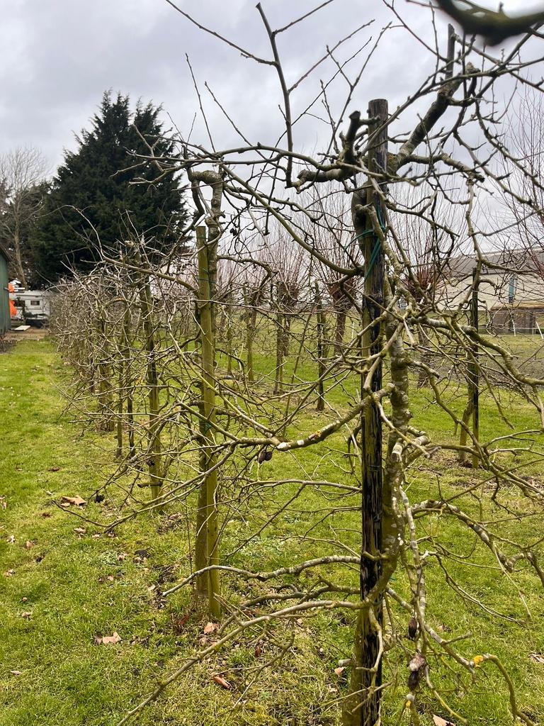 Pruimenbomen, Ophalen, Overige soorten, Halfschaduw, 100 tot 250 cm