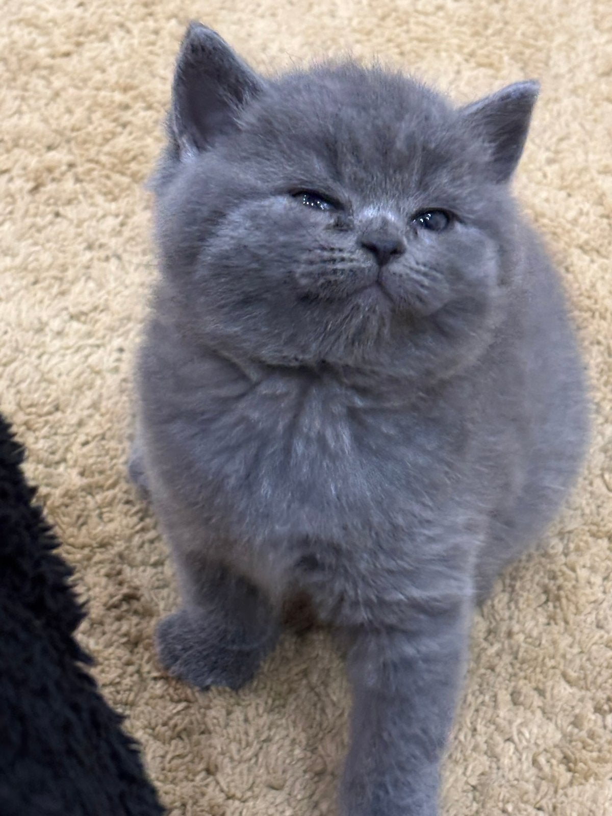 Britse korthaar kitten, Dieren en Toebehoren, Katten en Kittens | Overige Katten, Kortharig, Poes, 0 tot 2 jaar