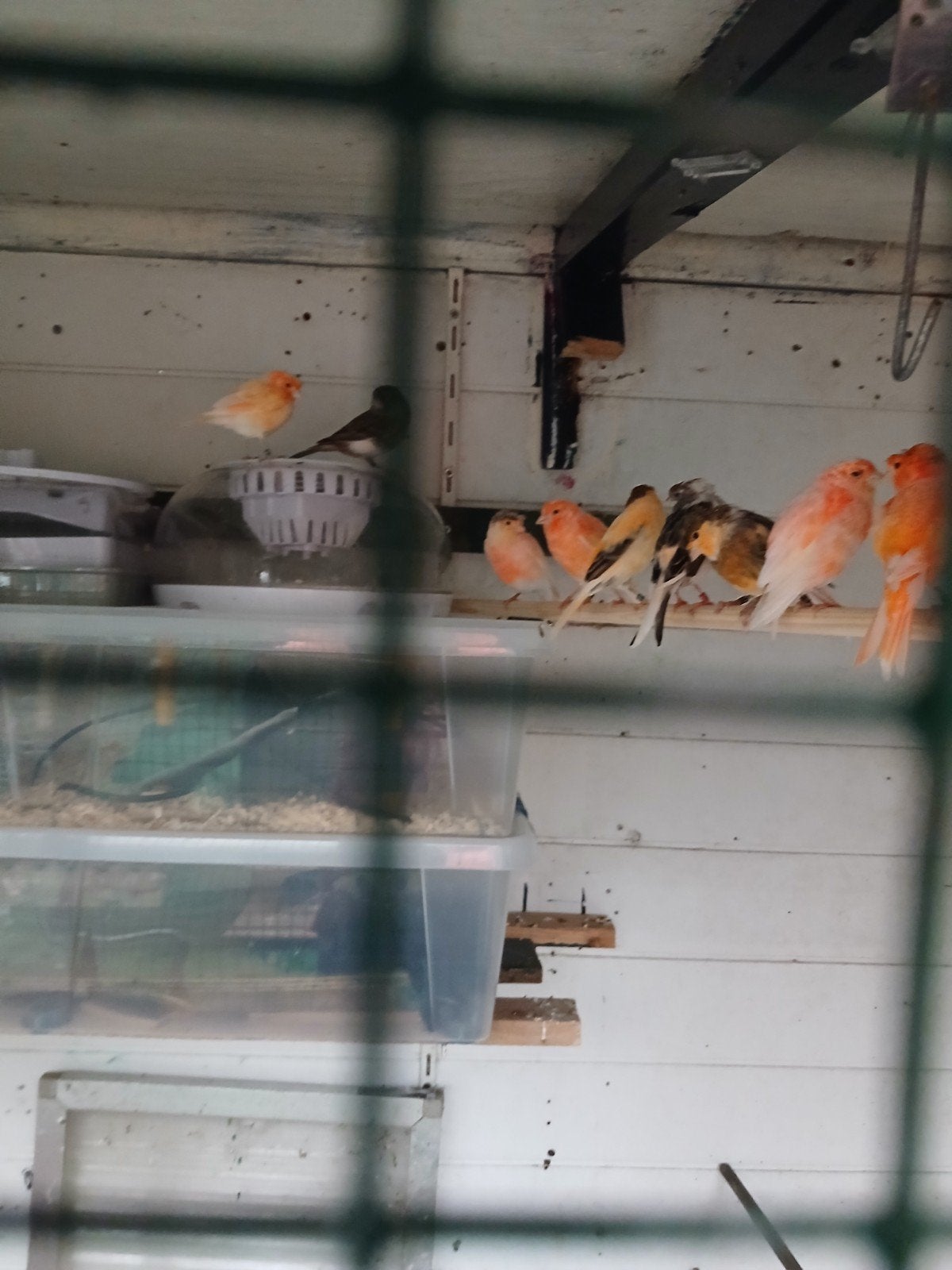 t.k. 20 mooie harlekijn kanaries,div kleuren 15 euro stuk, Meerdere dieren, Kleurkanarie