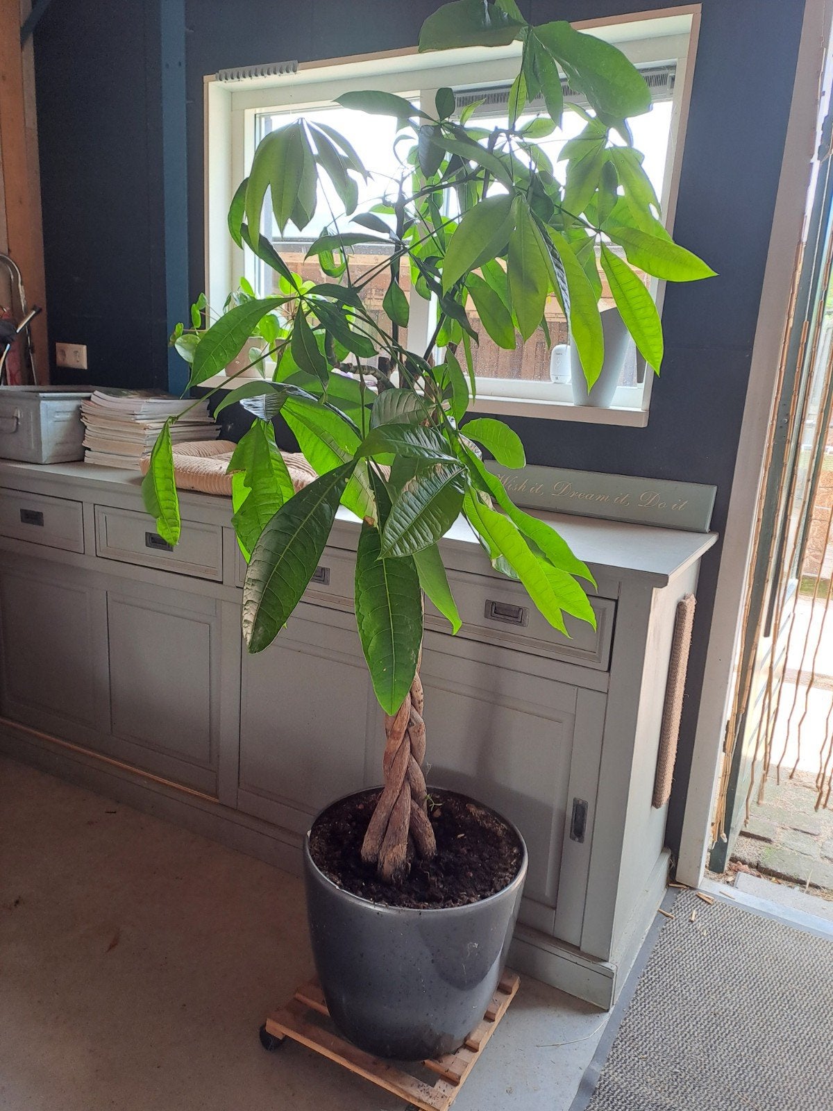 plant Pachira Blada (Chinese geldboom) 160 cm hoog, Ophalen, Halfschaduw, 150 tot 200 cm