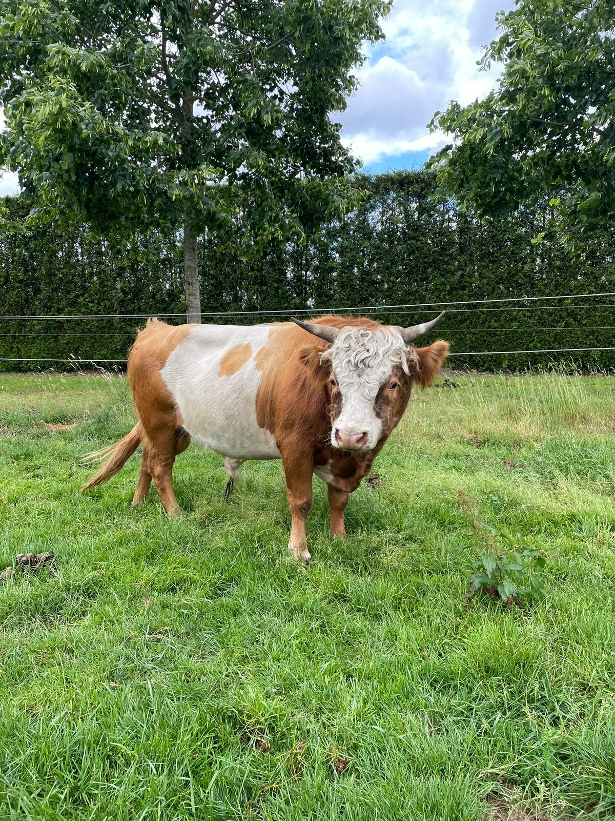 Mini hooglander schotse hooglander/dahomey, Dieren en Toebehoren, Runderen, Mannelijk, 3 tot 6 jaar