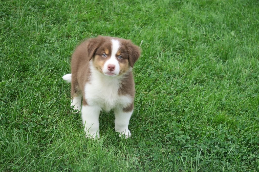 Foto 17 van Leuke Australian Shepherd pups