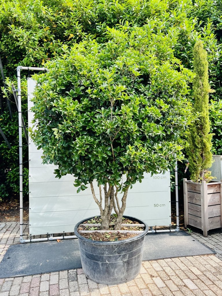 Osmanthus Aquifolium - Schijnhulst, In pot, Halfschaduw, Lente, 250 tot 400 cm
