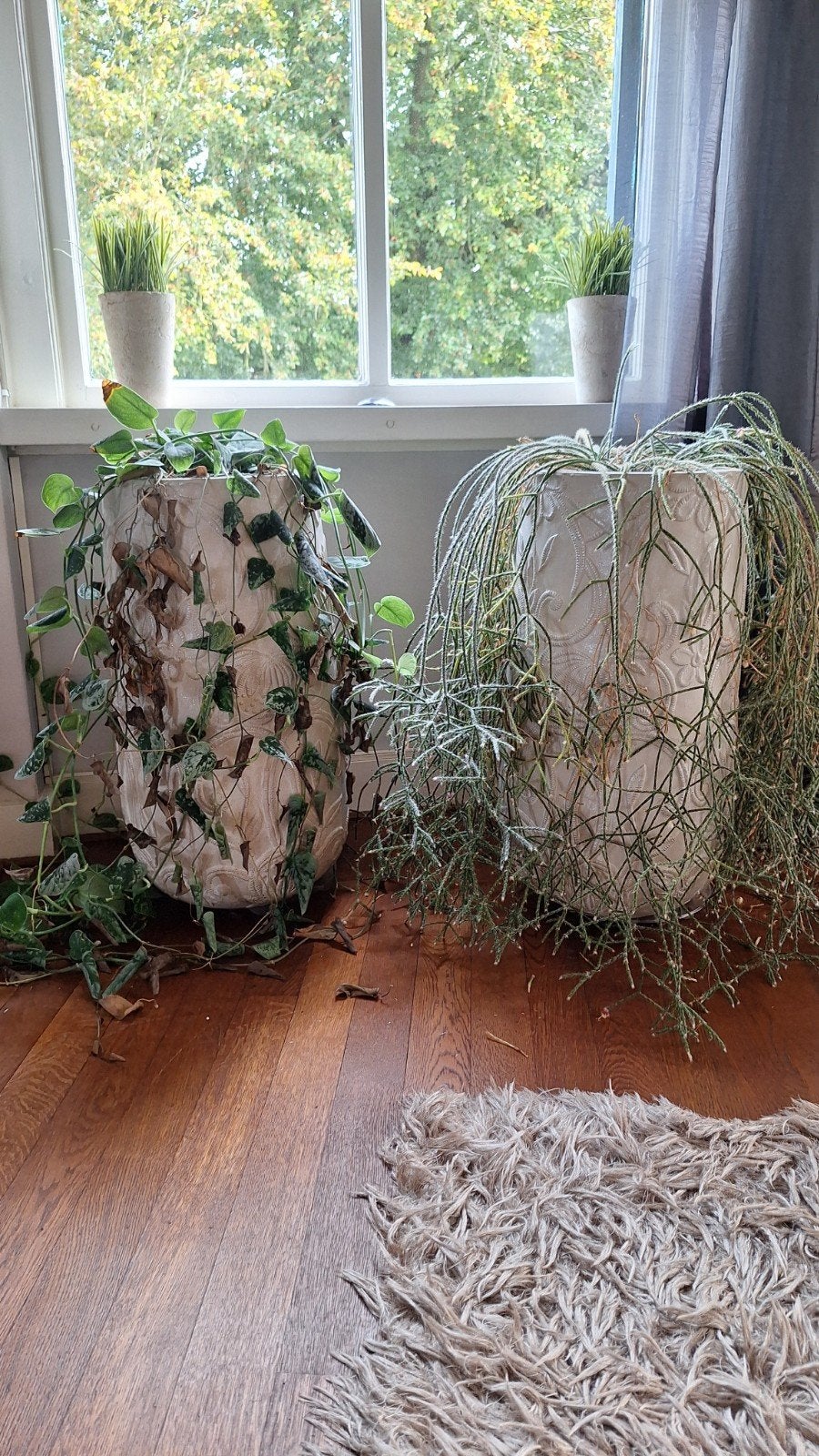 Twee grote kamerplanten in sierpotten, Ophalen, 100 tot 150 cm, Overige soorten, Halfschaduw