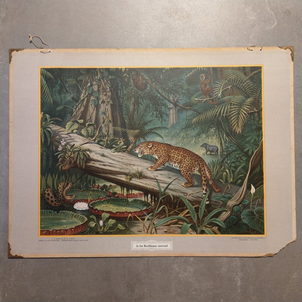 Schoolplaat In het Braziliaanse oerwoud, Antiek en Kunst, Antiek | Schoolplaten, Ophalen of Verzenden, Natuur en Biologie