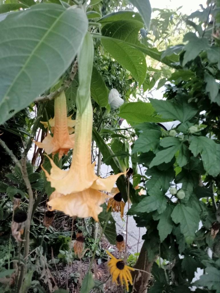 Brugmansia Anja, Tuin en Terras, Vaste plant, Halfschaduw, Zomer, Ophalen