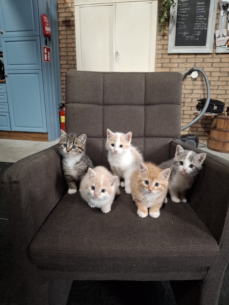 Kittens, Meerdere dieren, Ontwormd, 0 tot 2 jaar