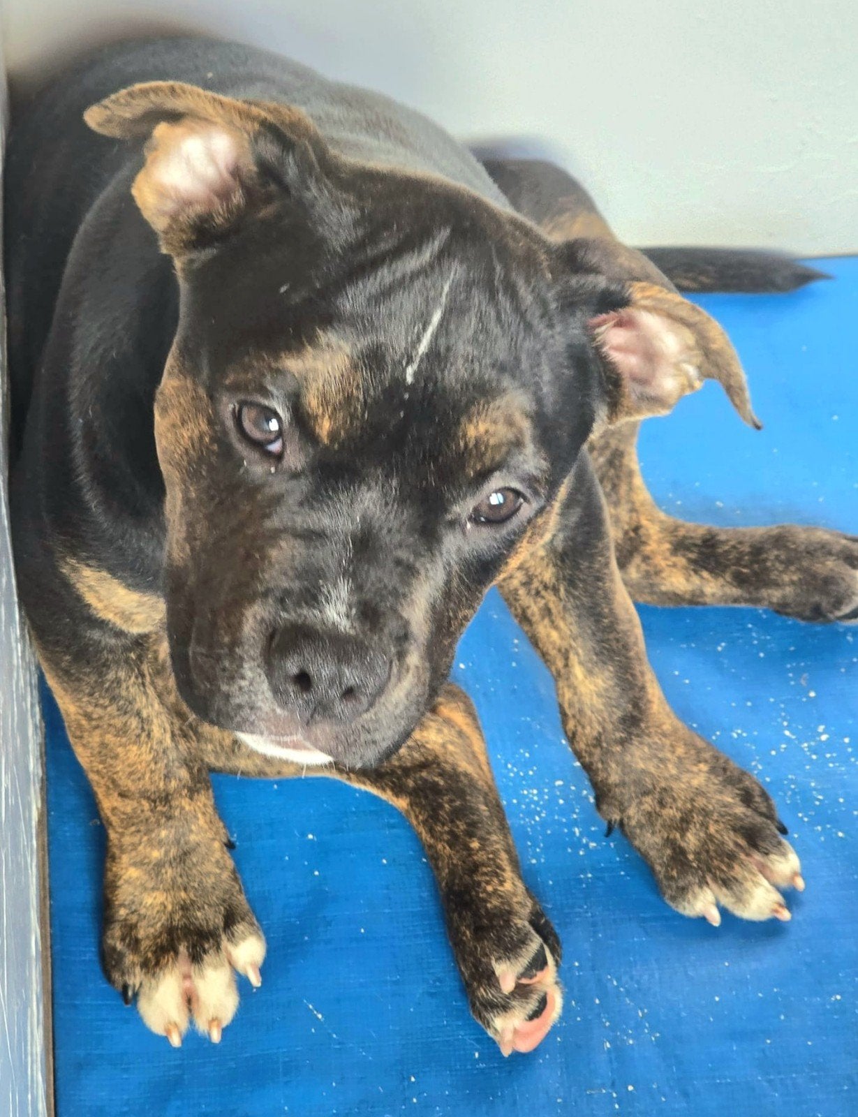 American Bully Pups DBKC, Dieren en Toebehoren, 8 tot 15 weken, Meerdere, Meerdere dieren, Nederland